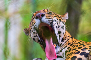 A yawning jaguar © William Huang