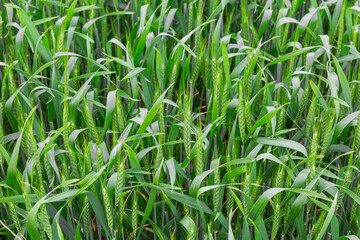 more immature green spike wheat