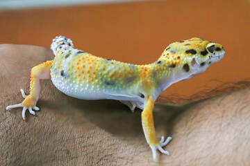 A cute yellow gecko (tokek hias) was on hand.