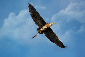photo of a bird in flight