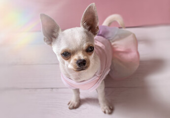 White chihuahua dressed up in pink dress with face in focus and background out of focus,
sitting on...