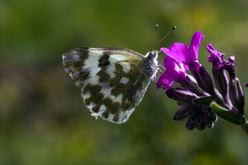 A butterfly sitting on a green grass.