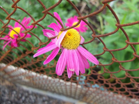 Pyrethrum flower. Selective focus . Freedom cocept photo