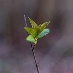 Close up bud of bird cherry at early spring, macro shot