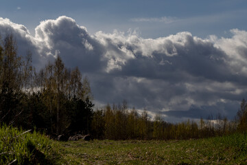Meadow with a green young grass and the dark blue sky with clouds