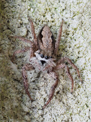 A Close-up Focus Stacked Image of a Tan Jumping Spider in a Brick Mortar Joint