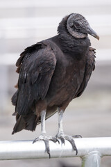 Vulture standing on top of a railing white background