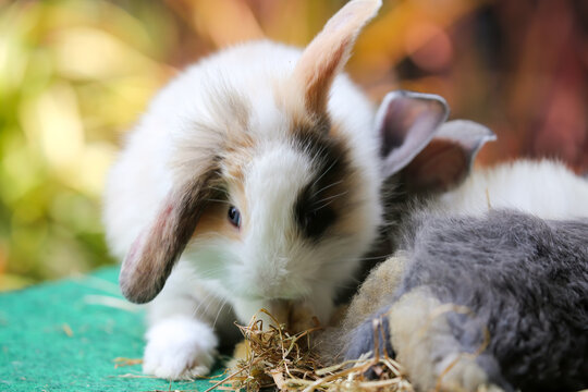 Cute rabbits in white and beige background blurry, suitable for content on your Easter day.