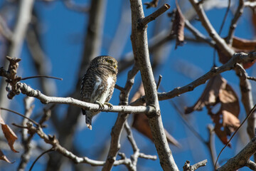 Collared Owlet photographed in Chopta, Uttarakhand, India