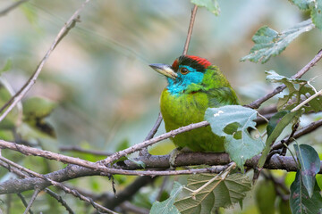 Blue-throated Barbet photographed in Uttarakhand, India