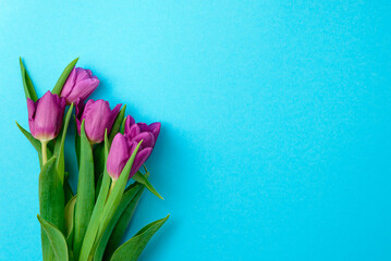Spring flowers tulips in purple color - festive blue background.