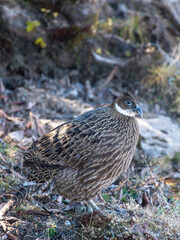 Himalayan Monal, the state bird of Uttarakhand and the national bird of Nepal, spotted on the way to Tunganath in Uttarakhand, India