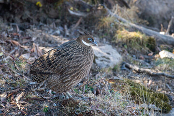 Himalayan Monal, the state bird of Uttarakhand and the national bird of Nepal, spotted on the way to Tunganath in Uttarakhand, India