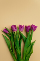 Bouquet of purple tulips on a beige background. The concept of gift flowers for the holidays Women's Day, March 8, Mother's Day.