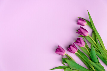 Beautiful colorful purple tulips on purple background with copy space. Greeting card design concept - Mother's Day, Women's Day, March 8 or Valentine's Day.