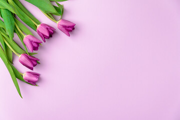 Spring flowers tulips in purple color - festive purple background.