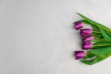 Purple tulips on a concrete gray background. Minimal nature and spring concept, copy space, top view.