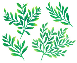 Set of digital floral elements. Hand drawn leaves isolated. Botanical illustration for decoration, print design.