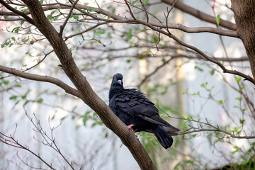 On the trunk of the tree was a pigeon with a blurred background.