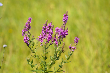 Purple loosestrife in bloom closeup view with green blurred background