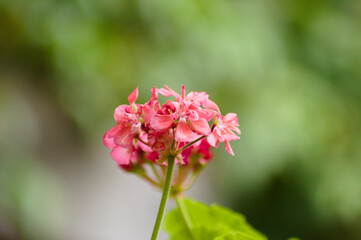 Zonal geranium in bloom closeup view with green blurred plants on background