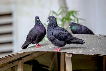 Where the pigeons are on the ground and above the house.