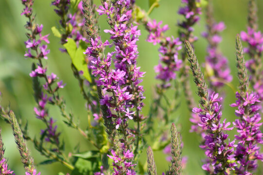 Purple loosestrife in bloom closeup view with selective focus on foreground