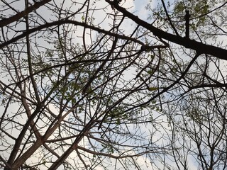 branches against sky