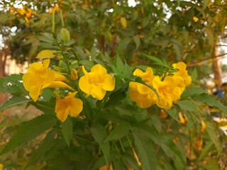 yellow flowers in the garden
