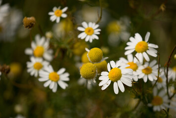 Pharmaceutical chamomile flowers growing in nature. Medicinal plant