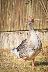 Graugans, Goose