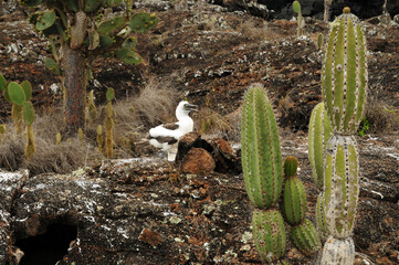 junger Tölpel auf Galapagos