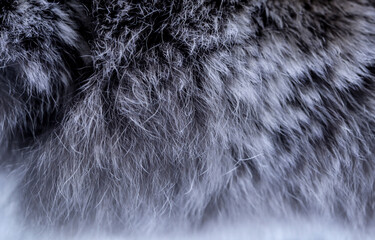 Animal fur close up. Background of gray sable and red fox or chinchilla wool, pile fur texture.