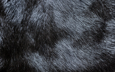 Animal fur close up. Background of gray sable and red fox or chinchilla wool, pile fur texture.