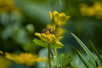 bee and flower, bee collects nectar, spring, green and yellow natural background