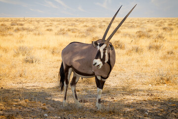 Oryxantilopen