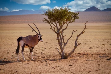 Aluminium Prints Antelope Oryxantilopen