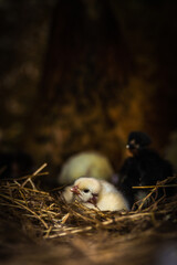 tiny chicken in the nest