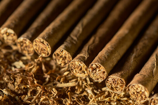 Row of cigarillos lies on tobacco