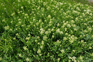 Lepidium draba grows in the wild