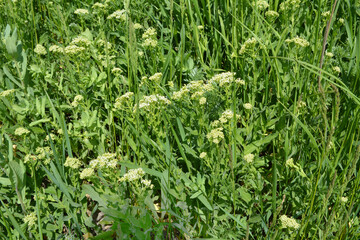 Lepidium draba grows in the wild