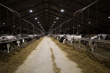 Obora - ferma bydła i krów