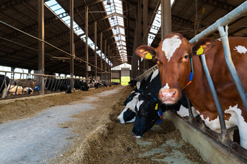 Fototapeta na wymiar Obora - ferma bydła i krów