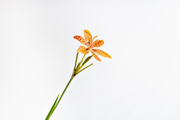 Fototapeta na wymiar Flor Leopardo - flores laranja