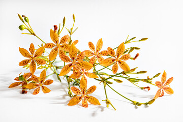 Flor Leopardo - flores laranja