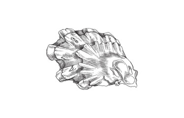 Hand drawn seashell in monochrome sketch style, vector illustration isolated on white background.