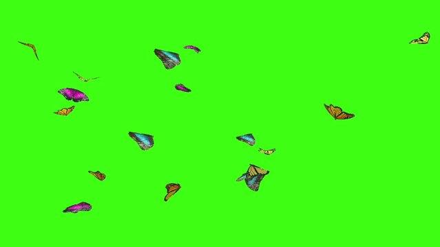 butterfly flying on the green screen