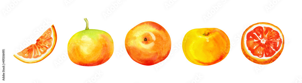 Wall mural Watercolor hand painted citrus orange grape fruits. Watercolor hand drawn illustration isolated on white background, aromatherapy, essential oils