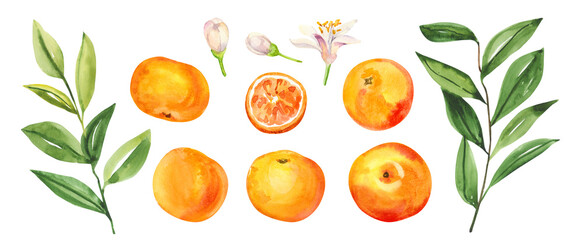Watercolor hand painted citrus orange grape fruits, flowers and leaves. Watercolor hand drawn illustration isolated on white background, aromatherapy, essential oils