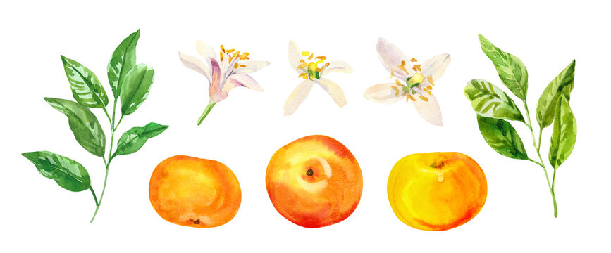 Watercolor hand painted citrus orange grape fruits, flowers. Watercolor hand drawn illustration isolated on white background, aromatherapy, essential oils